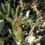 Atriplex portulacoides List