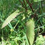 Rumex brownii পাতা