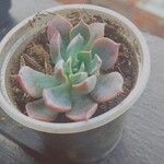 Echeveria secundaᱥᱟᱠᱟᱢ