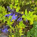 Salvia patens Flower