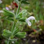 Salvia viridis Fiore