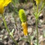 Ranunculus monspeliacus ഫലം