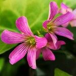 Oxalis debilis Λουλούδι