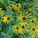 Rudbeckia subtomentosa Floare