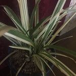 Chlorophytum comosum Blatt