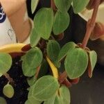 Peperomia verticillata Feuille