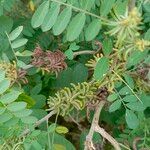 Indigofera suffruticosa ഫലം