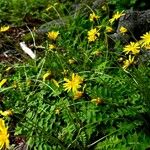 Aposeris foetida Hábito