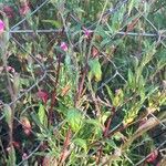 Oenothera rosea ശീലം