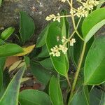 Ligustrum lucidum Листок