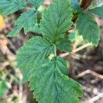 Rubus occidentalisFulla