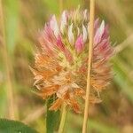 Trifolium vesiculosum Flower