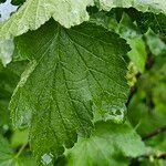 Ribes rubrum Feuille