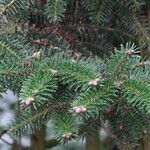 Abies cephalonica Folha