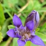 Gentiana septemfida फूल