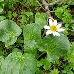 Caltha leptosepala Foglia