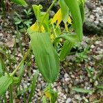 Uvularia grandiflora Leht