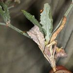 Eriogonum angulosum Leaf