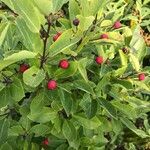 Ilex mucronata Fruit