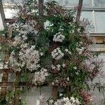 Jasminum polyanthum অভ্যাস