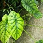 Alocasia clypeolata Hoja