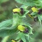 Sideritis montana Квітка