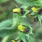 Sideritis montana Fula