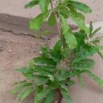 Vitellaria paradoxa Blatt