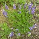 Lupinus arcticus Fiore