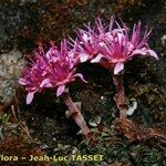 Saxifraga retusa Hábitos