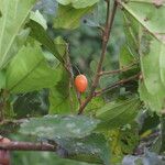 Celtis mildbraedii Frucht