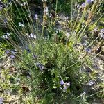 Lavandula multifida Habit