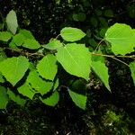 Populus tremula পাতা