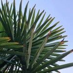 Trachycarpus fortunei Folha