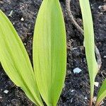Allium tricoccum Blatt