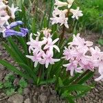 Hyacinthus orientalis Floare