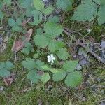 Rubus caesiusFlor