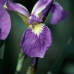 Iris setosa Floro