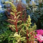 Astilbe japonica 花