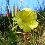 Oenothera glazioviana Flower