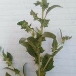 Atriplex rosea Fuelha