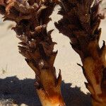 Orobanche cooperi Облик