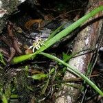 Prosthechea abbreviata Агульны выгляд