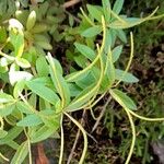 Peperomia galioides പുഷ്പം