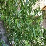 Salix babylonica 葉