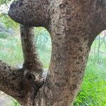 Commiphora madagascariensis Bark