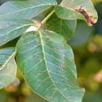 Juglans regia पत्ता