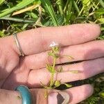 Lindernia dubia 花