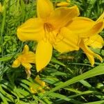 Hemerocallis middendorffii Blomst