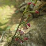 Polystachya concreta Flower